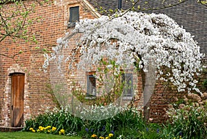 Cherry tree in blossom outside the old barn at Eastcote House Gardens in the Borough of Hillingdon, London, UK.