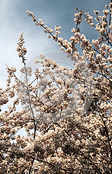 Cherry Tree Blossom with Overcast Sky in Japan