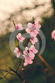 Cherry Tree Blossom, Selective Focus