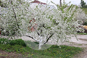 Cherry tree in blossom in spring season in April