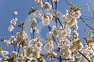 Cherry tree blossom in spring time