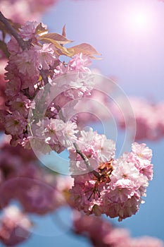 Cherry tree blossom