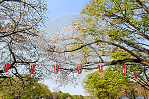 Cherry tree blossom at Ueno Park, Japan