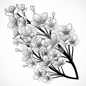 Cherry tree blossom. Vintage black and white hand drawn vector illustration in sketch style.