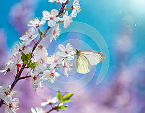 cherry tree blossom white butterfly in flight and flowers