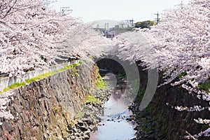 cherry tree blossom at Yamazaki river, Nagoya