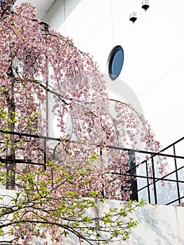 Cherry tree blossoming in front of a Japanese house