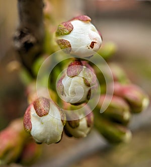 Cherry tree blossoming in spring