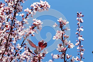 Cherry tree blossoms