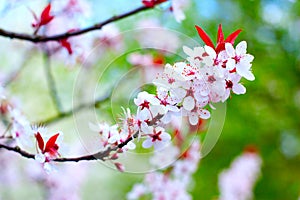 Cherry tree blossoms 2