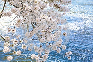 Cherry tree blossoms