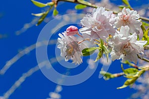Cherry Tree Blossoms Against a Blue Sky