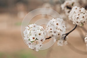 Cherry tree blossoms on a branch in spring