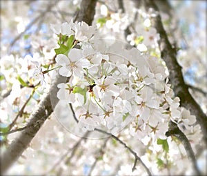 Cherry Tree Blossoms flowers