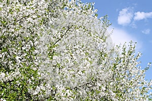 Cherry tree blossoms in may