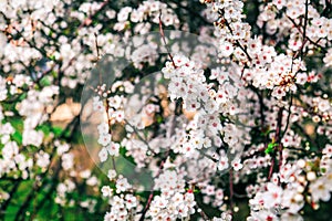 Cherry tree blossoms. Spring flowers background.