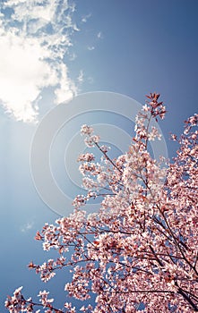 Cherry tree blossoms in the spring