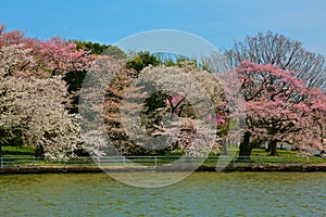 Cherry tree blossoms tidal Basin Washington DC