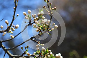 Cherry Tree Blossoms, White Flowers, Spring.