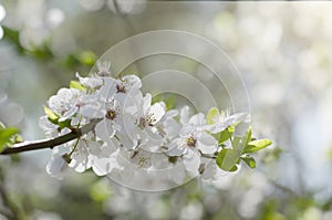 Cherry tree blossoms. White spring flowers close-up. Soft focus spring seasonal background.