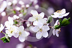 Cherry tree blossoms. White spring flowers close-up. Soft focus spring seasonal background.