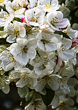 Cherry Tree Blossum