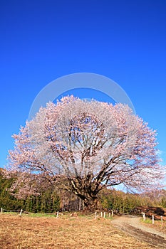 Cherry tree and blue sky