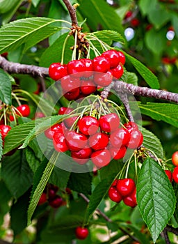 Cherry on a tree branch