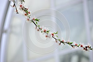 Cherry tree branch against a modern office building