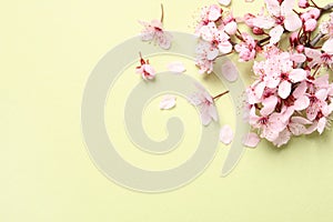 Cherry tree branch with beautiful pink blossoms on light background, flat lay. Space for text