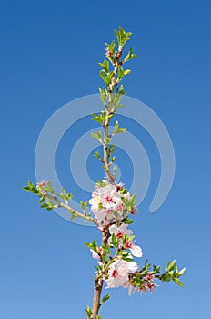 Cherry tree branch blossom against sky