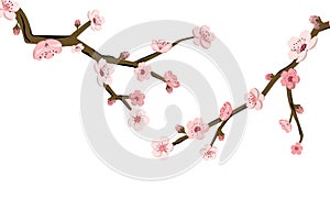 Cherry tree branch with blossom in spring, isolated on white background