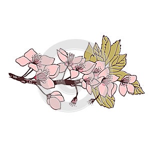 Cherry tree branch with flowers, vector botanical illustration