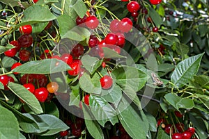 Cherry on a tree branch. Fresh Cherries, Red and sweet cherries