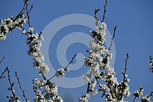 Cherry tree branch in full bloom against a clear sky background