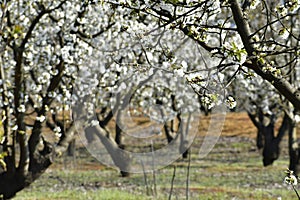 Cherry tree branch in full bloom against an out of focus background photo