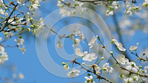 Cherry Tree Branch With Lots Of Small White Flowers. Blossoms With Small White Flowers.