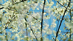 Cherry Tree Branch With Lots Of Small White Flowers. Blossoms With Small White Flowers.