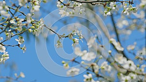Cherry Tree Branch With Lots Of Small White Flowers. Blossoms With Small White Flowers.