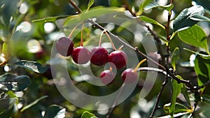 Cherry tree branch with ripe berries