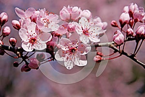 Cherry tree branch in spring