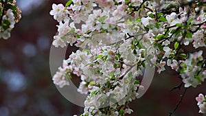 Cherry tree branch with white and pink flowers