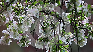 Cherry tree branch with white and pink flowers