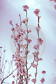 Cherry tree branches in bloom. Vintage soft post processing photo