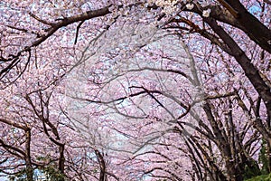 Cherry tree branches and cherry blossoms bloom in spring in South Korea