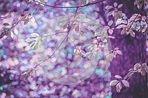 Cherry tree branches with colorful leaves in autumn