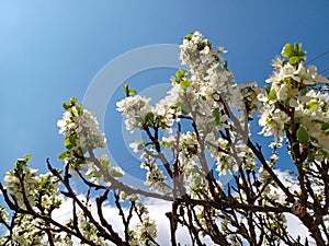 Cherry Tree branches in full bloom - against blue sky