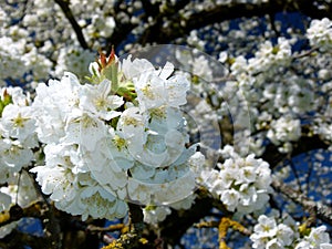 Cherry tree with brilliant white flowers and blue sky