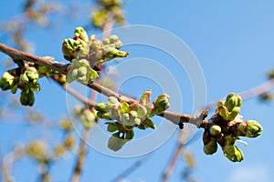 Cherry tree buds closeup