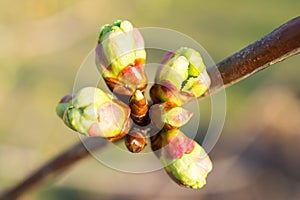 Cherry tree buds closeup